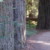 sequoia's avatar image