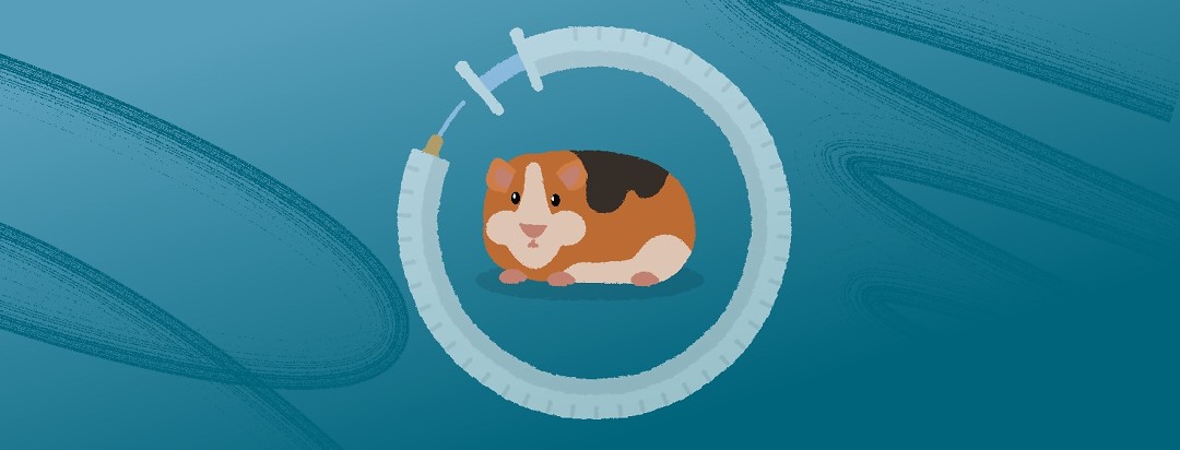 Guinea Pig looking at the viewer in a circle made out of a syringe