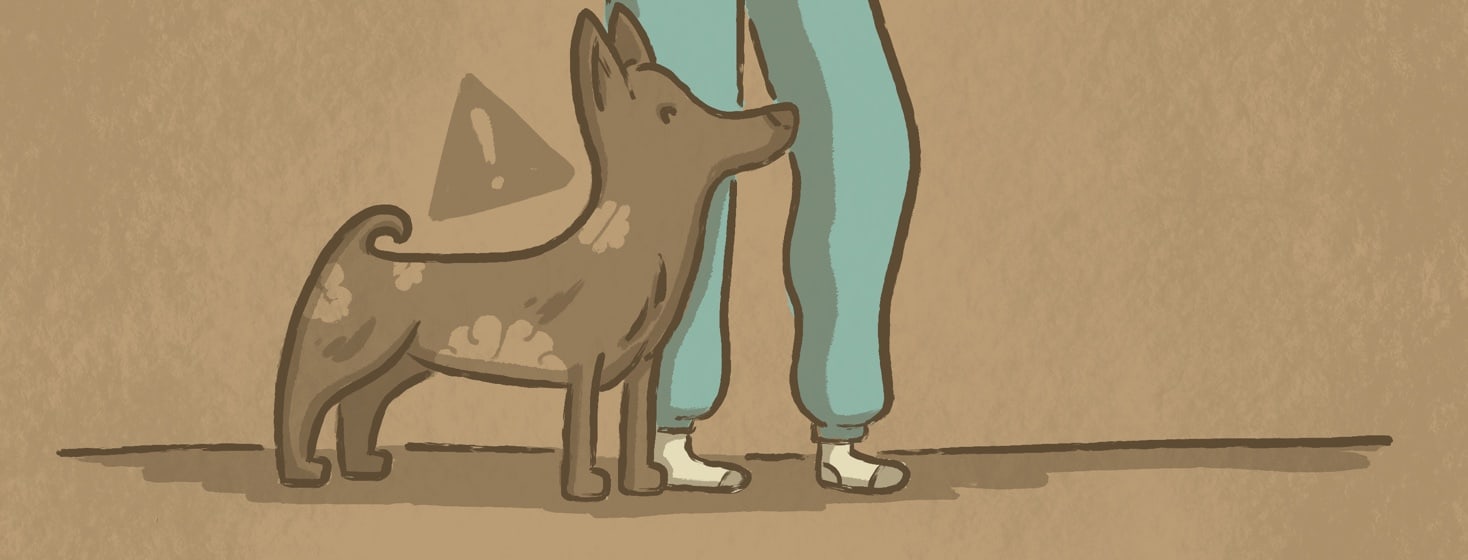 english bulldog puggle