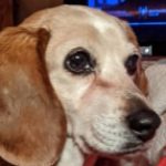 beagletamer's avatar image
