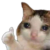 kittens's avatar image
